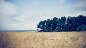 Preview wallpaper trees, grass, field, wind