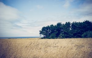 Preview wallpaper trees, grass, field, wind