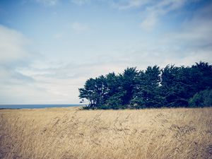 Preview wallpaper trees, grass, field, wind