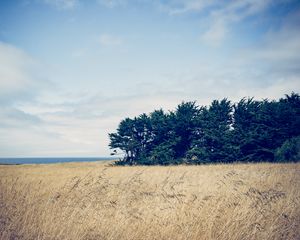 Preview wallpaper trees, grass, field, wind