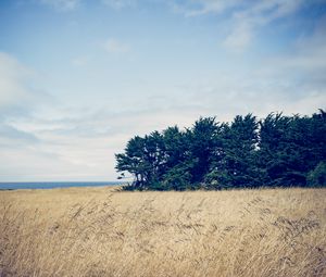 Preview wallpaper trees, grass, field, wind