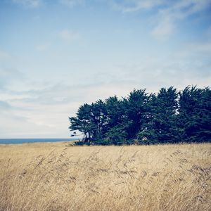 Preview wallpaper trees, grass, field, wind