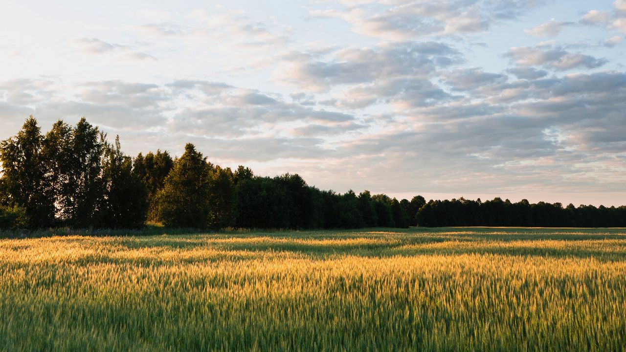 Wallpaper trees, grass, field, sky