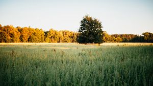Preview wallpaper trees, grass, field, sunset, nature