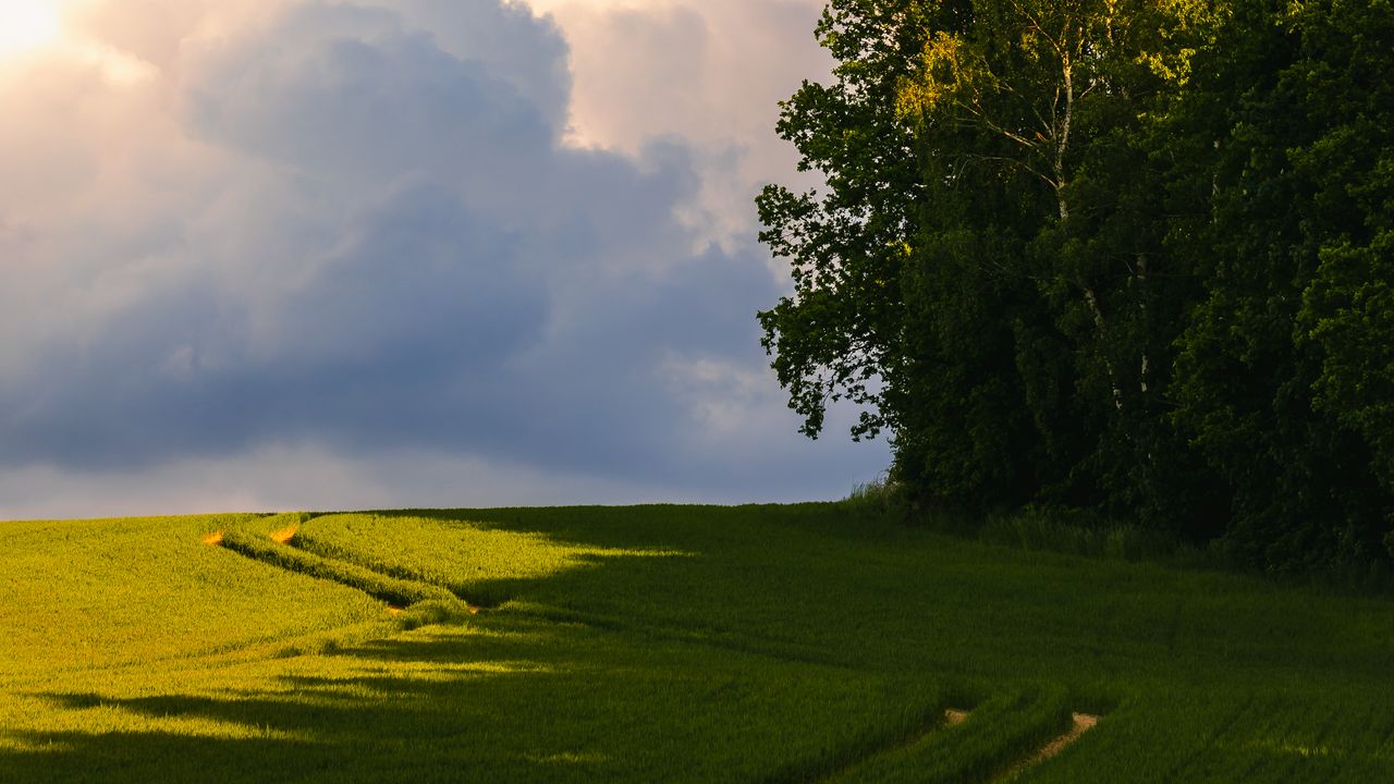 Wallpaper trees, grass, field, landscape