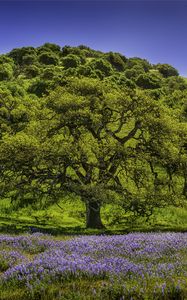 Preview wallpaper trees, grass, flowers, lupine