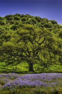 Preview wallpaper trees, grass, flowers, lupine