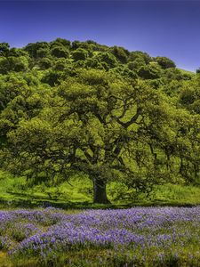 Preview wallpaper trees, grass, flowers, lupine