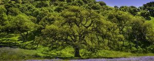 Preview wallpaper trees, grass, flowers, lupine