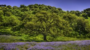 Preview wallpaper trees, grass, flowers, lupine