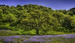 Preview wallpaper trees, grass, flowers, lupine