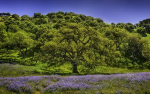 Preview wallpaper trees, grass, flowers, lupine