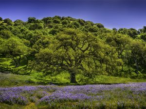 Preview wallpaper trees, grass, flowers, lupine