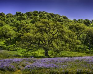 Preview wallpaper trees, grass, flowers, lupine