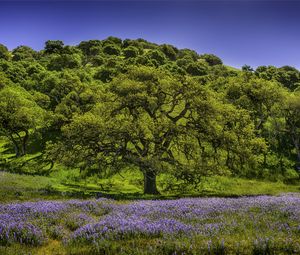 Preview wallpaper trees, grass, flowers, lupine