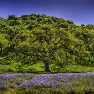 Preview wallpaper trees, grass, flowers, lupine