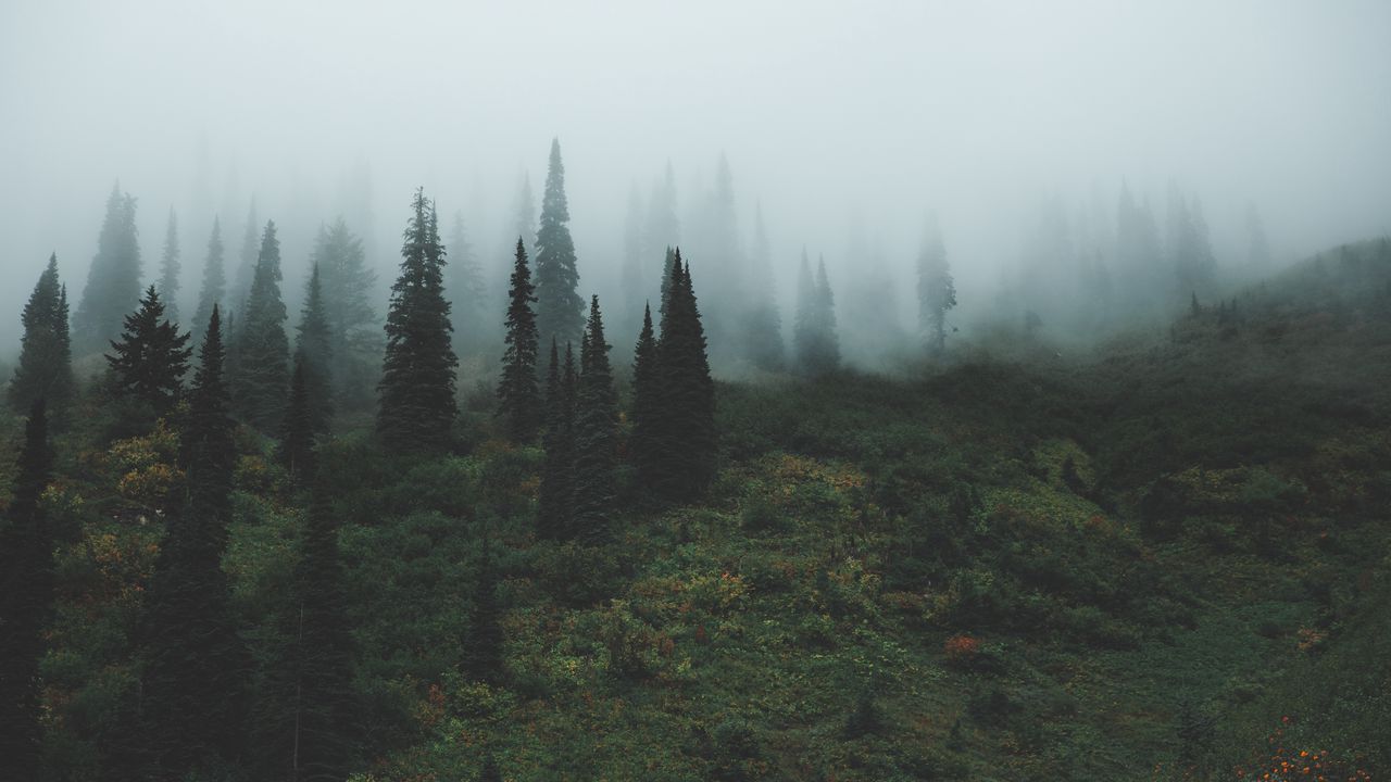 Wallpaper trees, grass, fog hd, picture, image