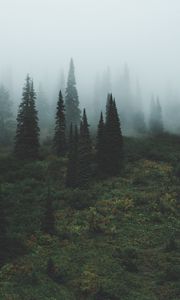 Preview wallpaper trees, grass, fog