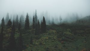 Preview wallpaper trees, grass, fog