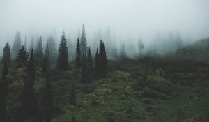 Preview wallpaper trees, grass, fog