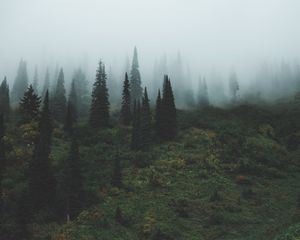 Preview wallpaper trees, grass, fog