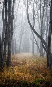 Preview wallpaper trees, grass, fog, forest, dry