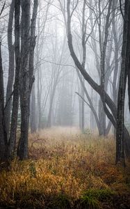 Preview wallpaper trees, grass, fog, forest, dry