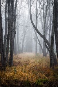 Preview wallpaper trees, grass, fog, forest, dry