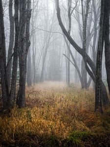 Preview wallpaper trees, grass, fog, forest, dry