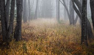 Preview wallpaper trees, grass, fog, forest, dry