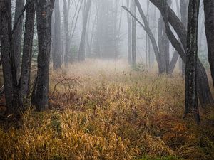 Preview wallpaper trees, grass, fog, forest, dry