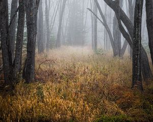 Preview wallpaper trees, grass, fog, forest, dry