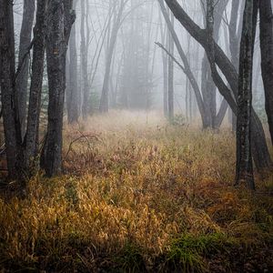 Preview wallpaper trees, grass, fog, forest, dry