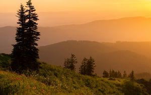 Preview wallpaper trees, grass, fog, sunset