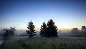 Preview wallpaper trees, grass, fog, forest