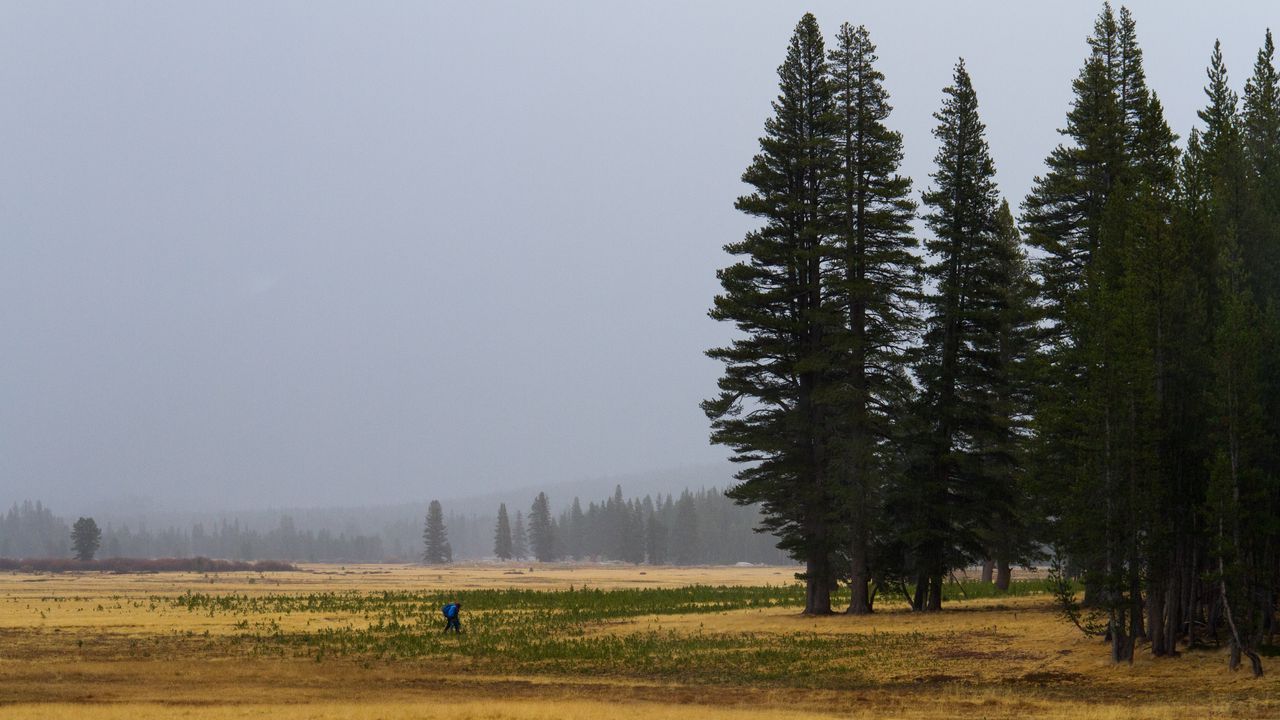Wallpaper trees, grass, forest