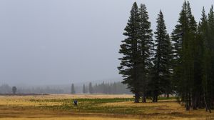Preview wallpaper trees, grass, forest