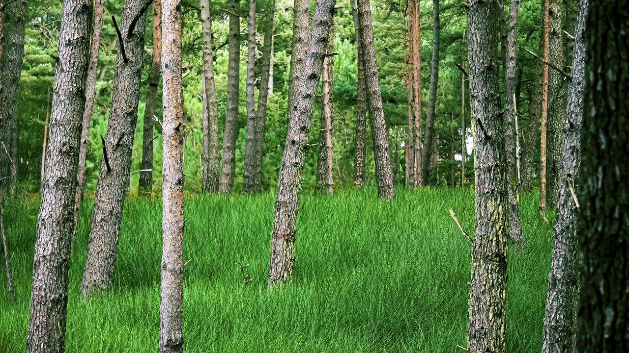 Wallpaper trees, grass, forest, park