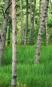 Preview wallpaper trees, grass, forest, park