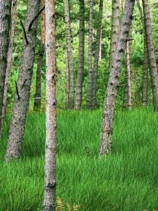 Preview wallpaper trees, grass, forest, park