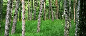 Preview wallpaper trees, grass, forest, park