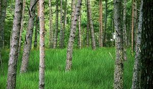 Preview wallpaper trees, grass, forest, park