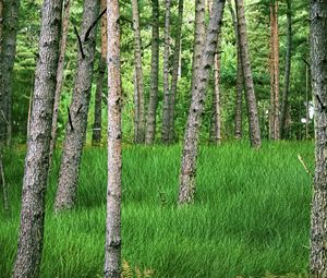 Preview wallpaper trees, grass, forest, park