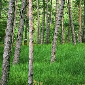 Preview wallpaper trees, grass, forest, park