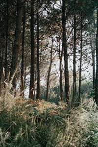 Preview wallpaper trees, grass, forest, pine