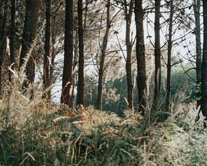 Preview wallpaper trees, grass, forest, pine