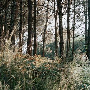 Preview wallpaper trees, grass, forest, pine