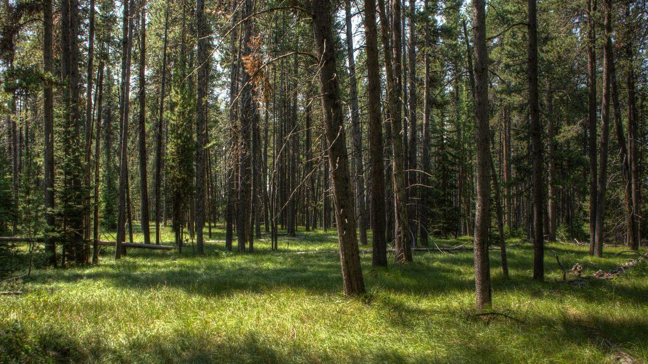 Wallpaper trees, grass, forest, sunshine, landscape