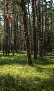 Preview wallpaper trees, grass, forest, sunshine, landscape