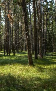 Preview wallpaper trees, grass, forest, sunshine, landscape